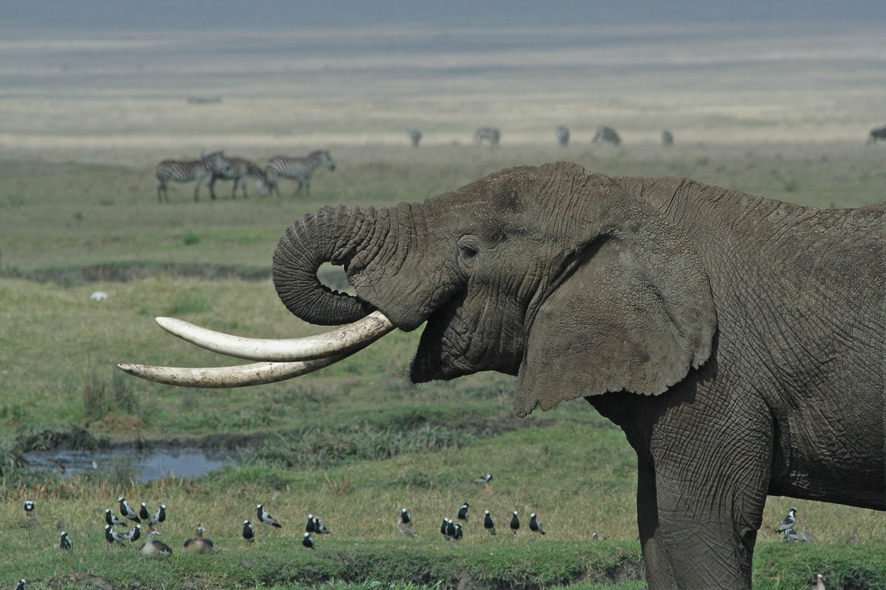 Tarangire, Serengeti & Ngorongoro